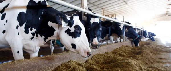 dairy